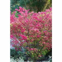 BAUHAUS Korkflügelstrauch Euonymus Alatus 'Compactus', Topfvolumen: 4,6 L, Aktuelle Wuchshöhe: 30 Cm - 50 Cm