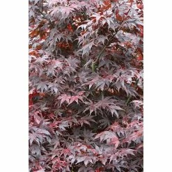 BAUHAUS Fächerahorn Acer Palmatum 'Bloodgood', Topfvolumen: 6 L
