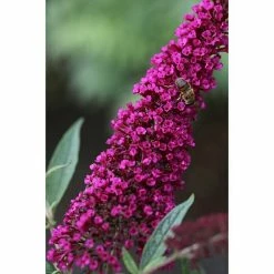 BAUHAUS Sommerflieder Buddleja Davidii 'Buzz Wine'(S), Bordeaux