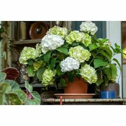BAUHAUS Piardino Hortensie Hydrangea Macrophylla, Topfvolumen: 2 L -Gartenpflanzen Verkäufe 12 1061
