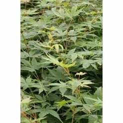 BAUHAUS Fächerahorn Acer Palmatum 'Sangokaku', Topfvolumen: 6 L