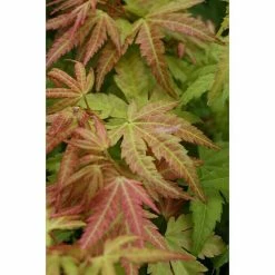 BAUHAUS Fächerahorn Acer Palmatum 'Orange Dream', Topfvolumen: 6 L