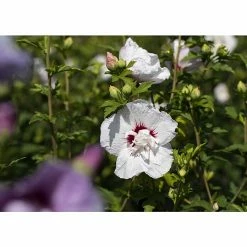 BAUHAUS Piardino Garteneibisch Chiffon Hibiscus 'Chiffon', Artenabhängig -Gartenpflanzen Verkäufe 12 1069