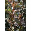 BAUHAUS Blasenspiere Stämmchen Physocarpus Opulifolius 'Tiny Wine'®, Topfvolumen: 10 L, 80 Cm - 100 Cm -Gartenpflanzen Verkäufe 12 107