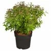 BAUHAUS Piardino Japanische Prachtspiere Spiraea Hybriden, Topfgröße: 23 Cm, Grün 2 BAUHAUS Piardino Japanische Prachtspiere Spiraea Hybriden, Topfgröße: 23 Cm, Grün -Gartenpflanzen Verkäufe 12 1071