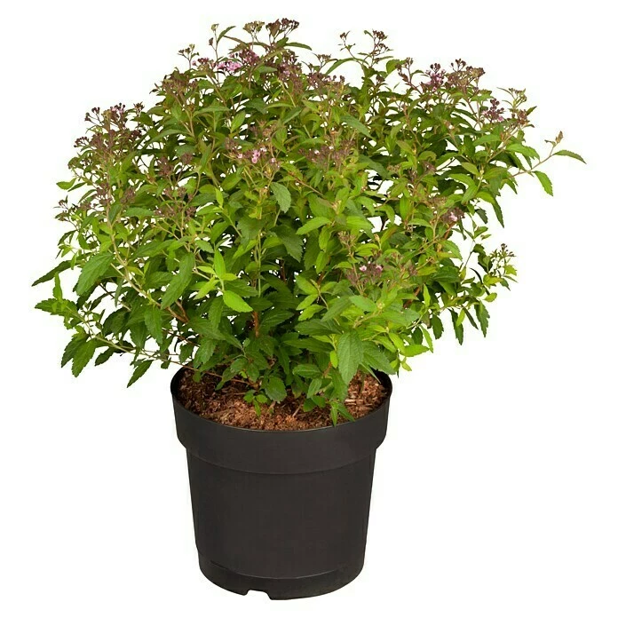 BAUHAUS Piardino Japanische Prachtspiere Spiraea Hybriden, Topfgröße: 23 Cm, Grün 3 BAUHAUS Piardino Japanische Prachtspiere Spiraea Hybriden, Topfgröße: 23 Cm, Grün