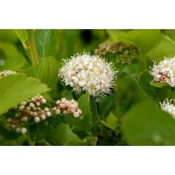 BAUHAUS Piardino Japanische Prachtspiere Spiraea Hybriden, Topfgröße: 23 Cm, Grün 6 BAUHAUS Piardino Japanische Prachtspiere Spiraea Hybriden, Topfgröße: 23 Cm, Grün -Gartenpflanzen Verkäufe 12 1072