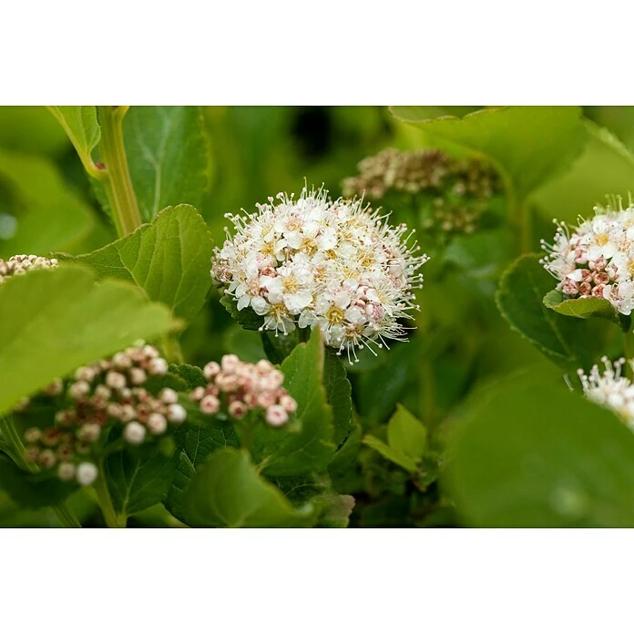 BAUHAUS Piardino Japanische Prachtspiere Spiraea Hybriden, Topfgröße: 23 Cm, Grün 4 BAUHAUS Piardino Japanische Prachtspiere Spiraea Hybriden, Topfgröße: 23 Cm, Grün – Bild 2