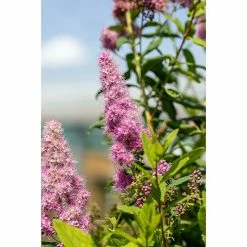 BAUHAUS Piardino Japanische Prachtspiere Spiraea Hybriden, Topfgröße: 23 Cm, Grün 7 BAUHAUS Piardino Japanische Prachtspiere Spiraea Hybriden, Topfgröße: 23 Cm, Grün -Gartenpflanzen Verkäufe 12 1073