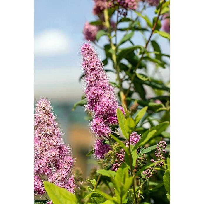 BAUHAUS Piardino Japanische Prachtspiere Spiraea Hybriden, Topfgröße: 23 Cm, Grün 5 BAUHAUS Piardino Japanische Prachtspiere Spiraea Hybriden, Topfgröße: 23 Cm, Grün – Bild 3