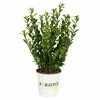 BAUHAUS Japan-Stechpalme Ilex Crenata 'Robustico', Topfgröße: 26 Cm