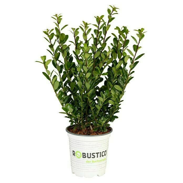 BAUHAUS Japan-Stechpalme Ilex Crenata 'Robustico', Topfgröße: 26 Cm 3 BAUHAUS Japan-Stechpalme Ilex Crenata 'Robustico', Topfgröße: 26 Cm
