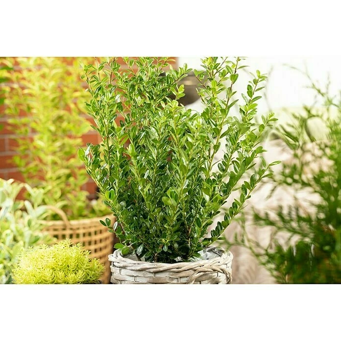 BAUHAUS Japan-Stechpalme Ilex Crenata 'Robustico', Topfgröße: 26 Cm 5 BAUHAUS Japan-Stechpalme Ilex Crenata 'Robustico', Topfgröße: 26 Cm – Bild 3