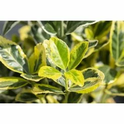 BAUHAUS Piardino Spindelstrauch Euonymus Japonicus 'Twins', Gelb/Grün -Gartenpflanzen Verkäufe 12 1078