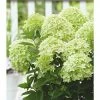 BAUHAUS Rispen-Hortensie Hydrangea Paniculata 'Whitelight'®, Weiß, Topfvolumen: 16,5 L -Gartenpflanzen Verkäufe 12 108