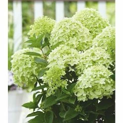 BAUHAUS Rispen-Hortensie Hydrangea Paniculata 'Whitelight'®, Weiß, Topfvolumen: 16,5 L