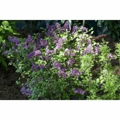 BAUHAUS Piardino Flieder Syringa Meyeri In Sorten -Gartenpflanzen Verkäufe 12 1080