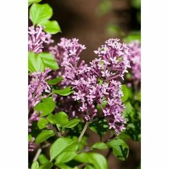 BAUHAUS Piardino Flieder Syringa Meyeri In Sorten -Gartenpflanzen Verkäufe 12 1081