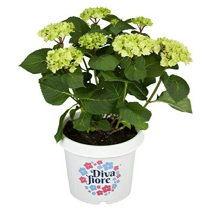 BAUHAUS Piardino Hortensie Hydrangea Macrophylla 'Diva Fiore', Cremeweiß 3 BAUHAUS Piardino Hortensie Hydrangea Macrophylla 'Diva Fiore', Cremeweiß