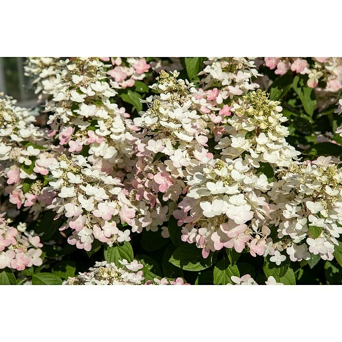 BAUHAUS Rispen-Hortensie Hydrangea Paniculata '(S)witch', Weiß/Rosa 4 BAUHAUS Rispen-Hortensie Hydrangea Paniculata '(S)witch', Weiß/Rosa – Bild 2