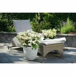 BAUHAUS Rispen-Hortensie Hydrangea Paniculata '(S)witch', Weiß/Rosa 8 BAUHAUS Rispen-Hortensie Hydrangea Paniculata '(S)witch', Weiß/Rosa -Gartenpflanzen Verkäufe 12 1086