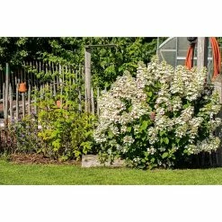 BAUHAUS Rispen-Hortensie Hydrangea Paniculata '(S)witch', Weiß/Rosa 9 BAUHAUS Rispen-Hortensie Hydrangea Paniculata '(S)witch', Weiß/Rosa -Gartenpflanzen Verkäufe 12 1087