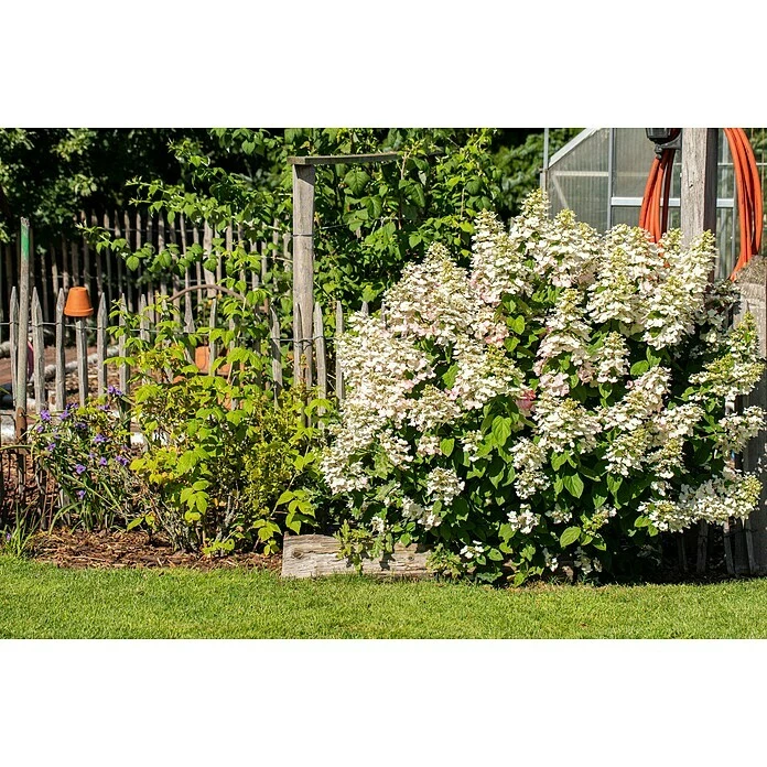 BAUHAUS Rispen-Hortensie Hydrangea Paniculata '(S)witch', Weiß/Rosa 6 BAUHAUS Rispen-Hortensie Hydrangea Paniculata '(S)witch', Weiß/Rosa – Bild 4