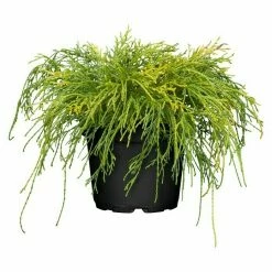 BAUHAUS Piardino Zwerg-Fadenzypresse Sungold Chamaecyparis Pisifera 'Sungold'