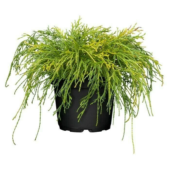 BAUHAUS Piardino Zwerg-Fadenzypresse Sungold Chamaecyparis Pisifera 'Sungold' 3 BAUHAUS Piardino Zwerg-Fadenzypresse Sungold Chamaecyparis Pisifera 'Sungold'