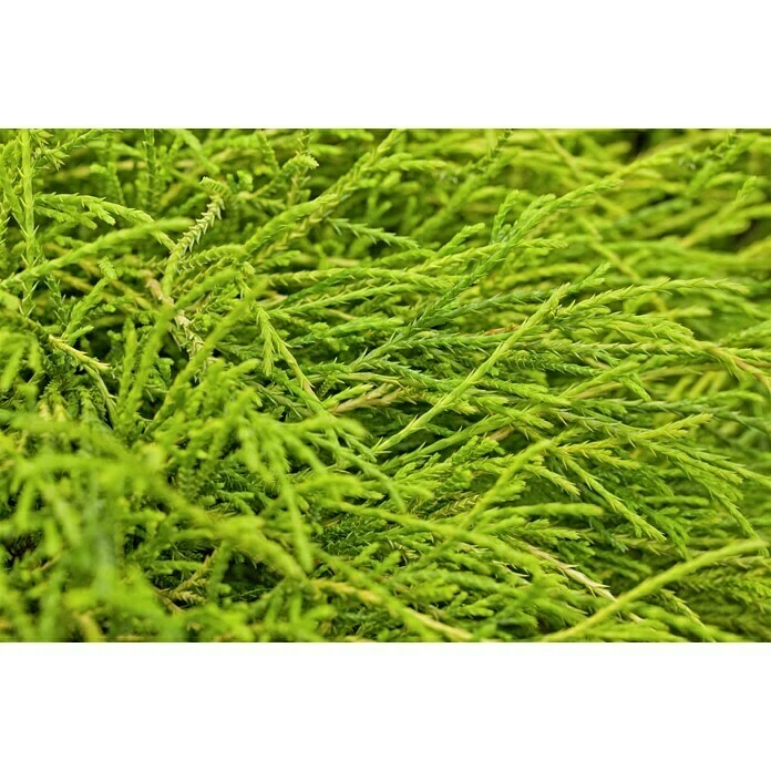 BAUHAUS Piardino Zwerg-Fadenzypresse Sungold Chamaecyparis Pisifera 'Sungold' 4 BAUHAUS Piardino Zwerg-Fadenzypresse Sungold Chamaecyparis Pisifera 'Sungold' – Bild 2