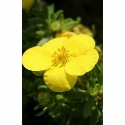 BAUHAUS Fingerstrauch Potentilla Fruticosa 'Goldteppich', Gelb