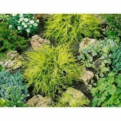 BAUHAUS Piardino Zwerg-Fadenzypresse Sungold Chamaecyparis Pisifera 'Sungold' 7 BAUHAUS Piardino Zwerg-Fadenzypresse Sungold Chamaecyparis Pisifera 'Sungold' -Gartenpflanzen Verkäufe 12 1090