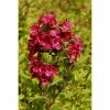 BAUHAUS Weigelie Weigela Florida 'Brigela'®, 30 Cm - 50 Cm -Gartenpflanzen Verkäufe 12 1091