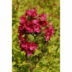BAUHAUS Weigelie Weigela Florida 'Brigela'®, 30 Cm - 50 Cm