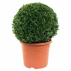 BAUHAUS Piardino Buchsbaum Buxus Sempervirens