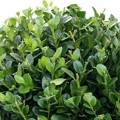 Gartenpflanzen Verkäufe -Gartenpflanzen Verkäufe 12 1093