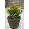 BAUHAUS Hinoki-Scheinzypresse Chamaecyparis Obtusa 'Rashahiba', Aktuelle Wuchshöhe: 15 Cm - 20 Cm -Gartenpflanzen Verkäufe 12 1094