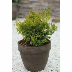 BAUHAUS Hinoki-Scheinzypresse Chamaecyparis Obtusa 'Rashahiba', Aktuelle Wuchshöhe: 15 Cm - 20 Cm