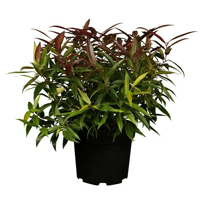 BAUHAUS Piardino Traubenheide Leucothoe Axillaris 'Red Lips' 3 BAUHAUS Piardino Traubenheide Leucothoe Axillaris 'Red Lips'