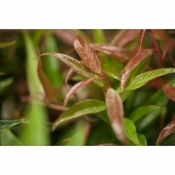 BAUHAUS Piardino Traubenheide Leucothoe Axillaris 'Red Lips' 5 BAUHAUS Piardino Traubenheide Leucothoe Axillaris 'Red Lips' -Gartenpflanzen Verkäufe 12 1098
