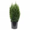 BAUHAUS Lawsons Scheinzypresse Chamaecyparis Lawsoniana 'Snow White', Aktuelle Wuchshöhe: 40 Cm - 60 Cm 1 BAUHAUS Lawsons Scheinzypresse Chamaecyparis Lawsoniana 'Snow White', Aktuelle Wuchshöhe: 40 Cm - 60 Cm -Gartenpflanzen Verkäufe 12 1099