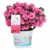 BAUHAUS Piardino Japanische Azalee Fairy Dreams Rhododendron Obtusum 'Fairy Dreams', Topfgröße: 17 Cm, Artenabhängig -Gartenpflanzen Verkäufe 12 11
