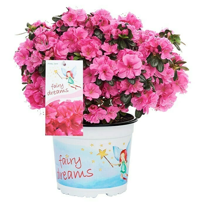 BAUHAUS Piardino Japanische Azalee Fairy Dreams Rhododendron Obtusum 'Fairy Dreams', Topfgröße: 17 Cm, Artenabhängig 3 BAUHAUS Piardino Japanische Azalee Fairy Dreams Rhododendron Obtusum 'Fairy Dreams', Topfgröße: 17 Cm, Artenabhängig