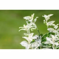 BAUHAUS Piardino Spindelstrauch Euonymus Fortunei 'Harlequin', Weißbunt 6 BAUHAUS Piardino Spindelstrauch Euonymus Fortunei 'Harlequin', Weißbunt -Gartenpflanzen Verkäufe 12 1101