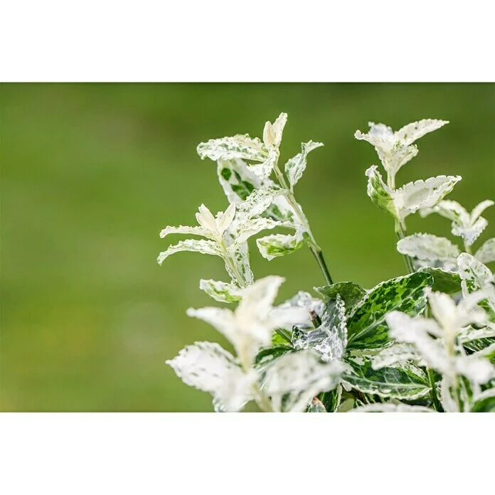 BAUHAUS Piardino Spindelstrauch Euonymus Fortunei 'Harlequin', Weißbunt 4 BAUHAUS Piardino Spindelstrauch Euonymus Fortunei 'Harlequin', Weißbunt – Bild 2