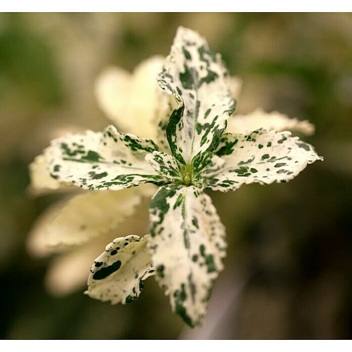 BAUHAUS Piardino Spindelstrauch Euonymus Fortunei 'Harlequin', Weißbunt 5 BAUHAUS Piardino Spindelstrauch Euonymus Fortunei 'Harlequin', Weißbunt – Bild 3