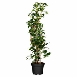 BAUHAUS Piardino Kletterhortensie Hydrangea Petiolaris, Topfgröße: 26 Cm