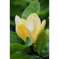 BAUHAUS Magnolie Magnolia Soulangiana 'Yellow Joy', Aktuelle Wuchshöhe: 60 Cm - 80 Cm