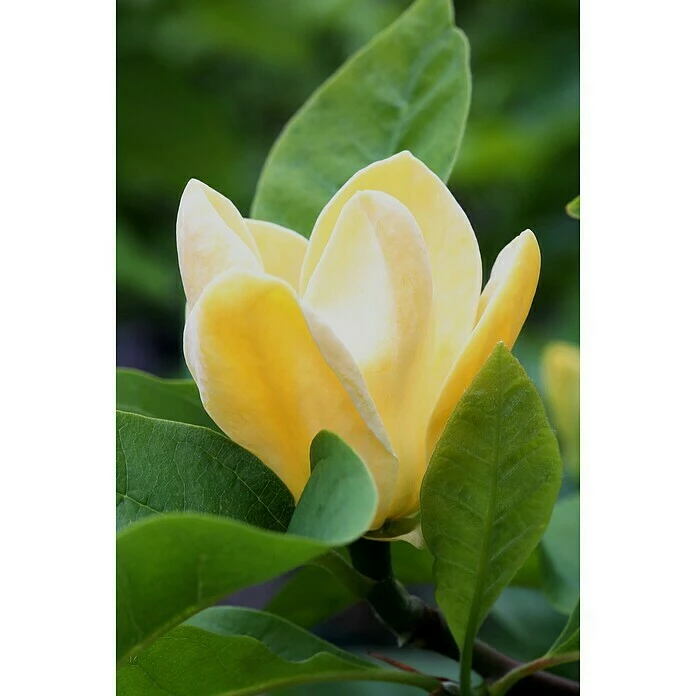 BAUHAUS Magnolie Magnolia Soulangiana 'Yellow Joy', Aktuelle Wuchshöhe: 60 Cm - 80 Cm 3 BAUHAUS Magnolie Magnolia Soulangiana 'Yellow Joy', Aktuelle Wuchshöhe: 60 Cm - 80 Cm
