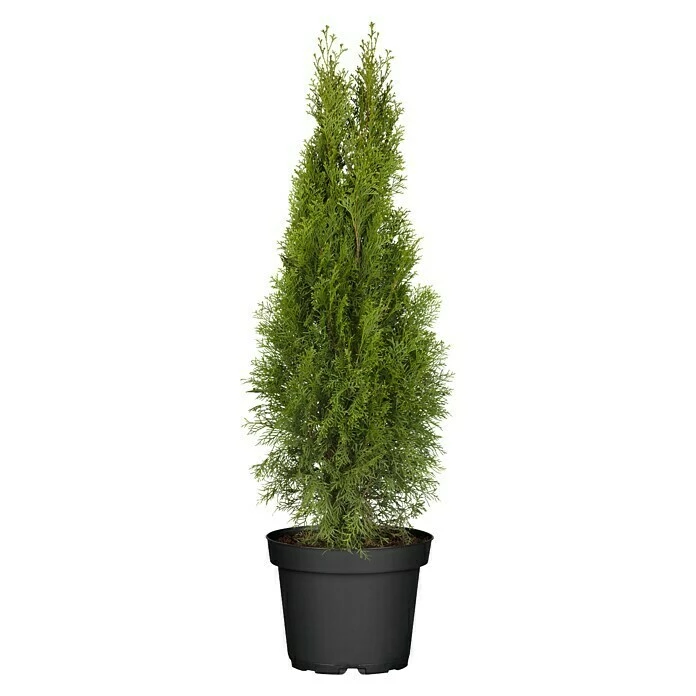 BAUHAUS Piardino Lebensbaum 'Smaragd' Thuja Occidentalis 'Smaragd', Topfgröße: 23 Cm 3 BAUHAUS Piardino Lebensbaum 'Smaragd' Thuja Occidentalis 'Smaragd', Topfgröße: 23 Cm